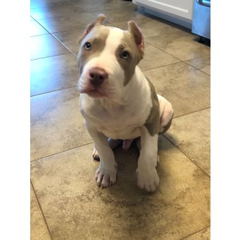 XL BULLY CHAMPAGNE MALE PUP 3 MONTHS