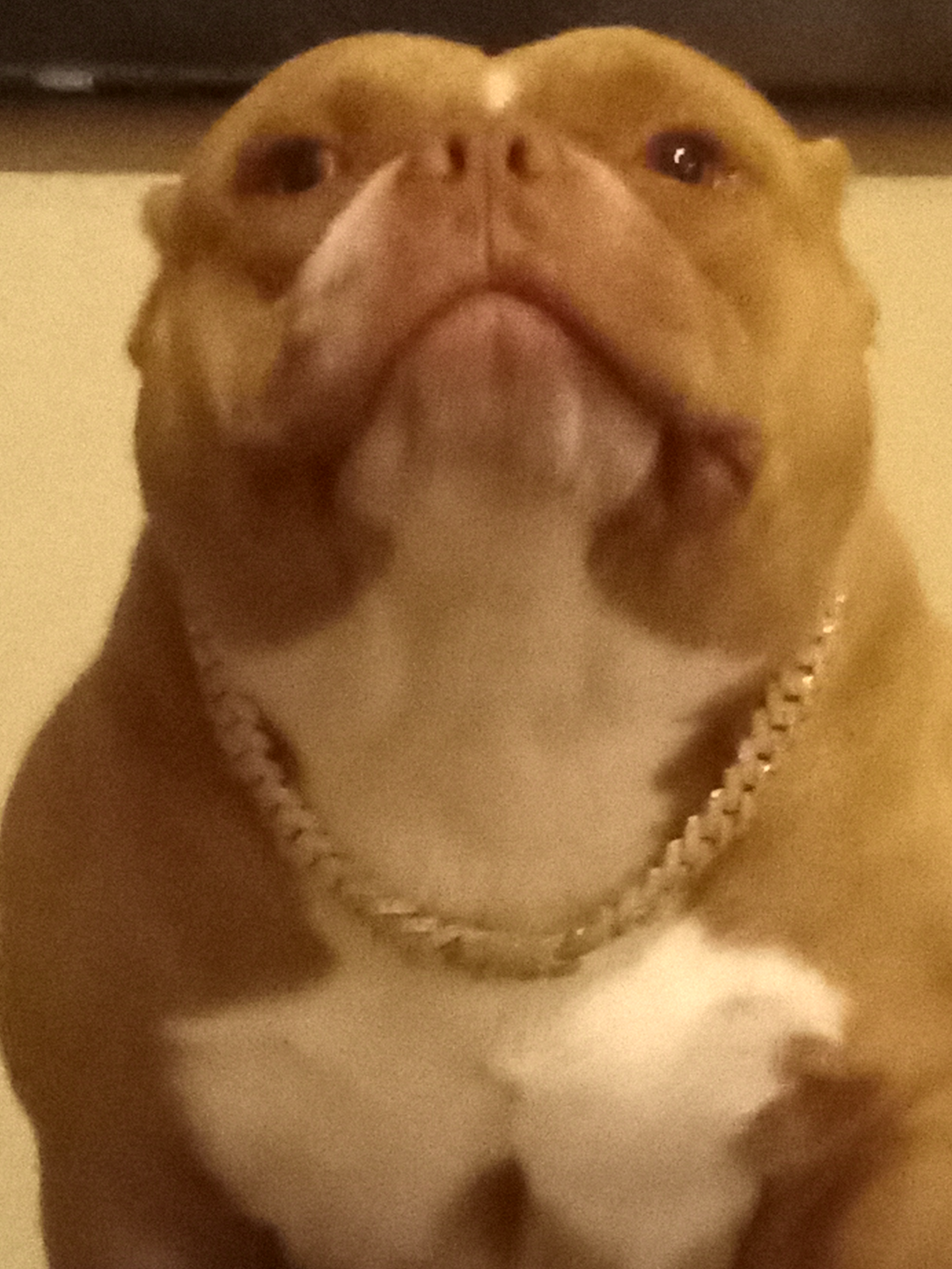 Male Pocket bully 24 months
