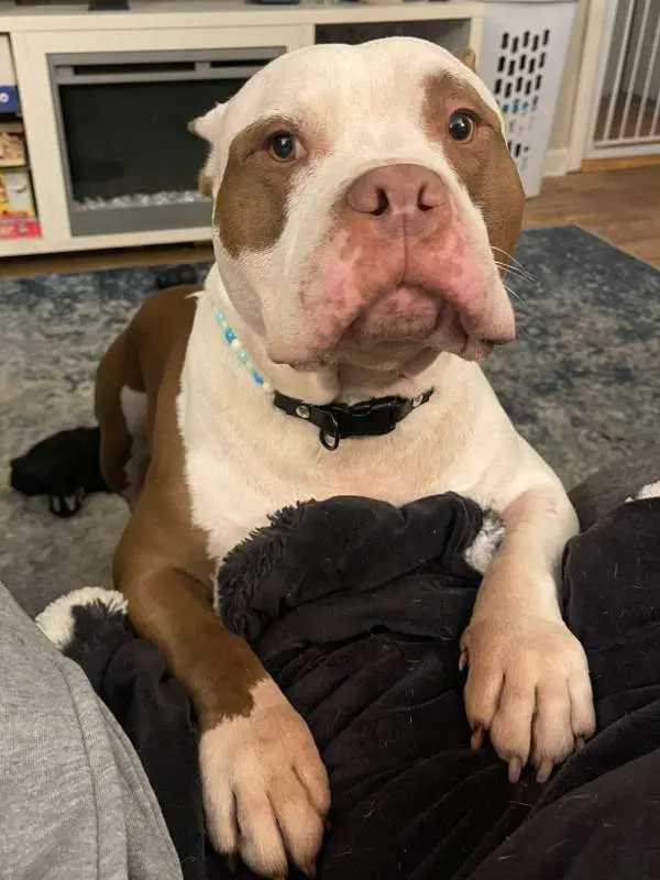 Wendy's Pawfessional Pet Care