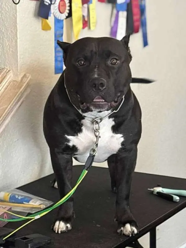 American Pocket Bully Price or Puppy Back