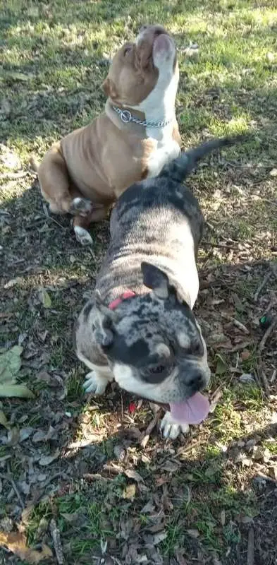 Male Pocket bully 24 months