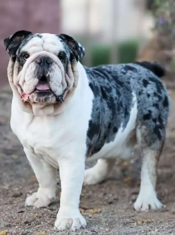 Proven 4-Year-Old Tri Merle Stud — Buckeye