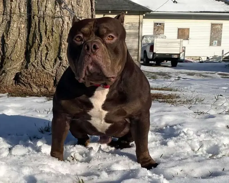 Upcoming Litter - American XL