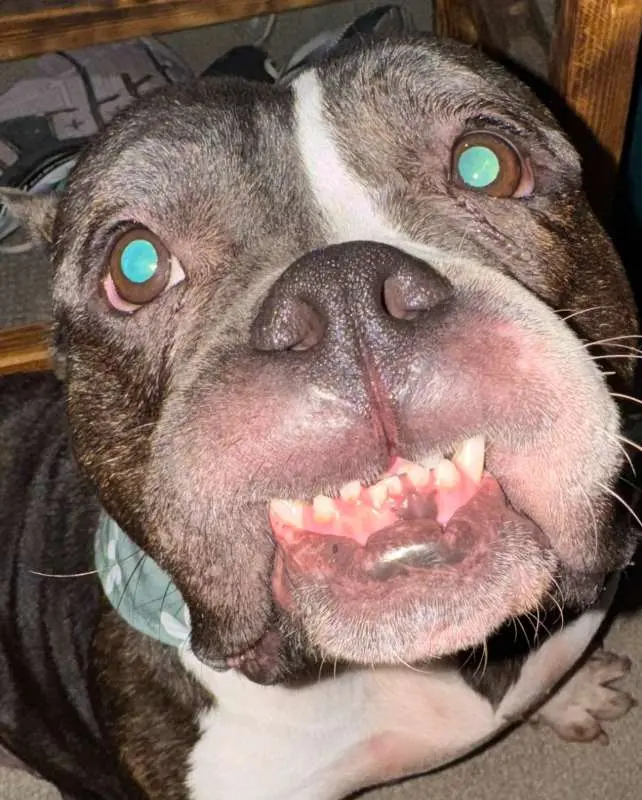 Bully Mamas Pet Sitting