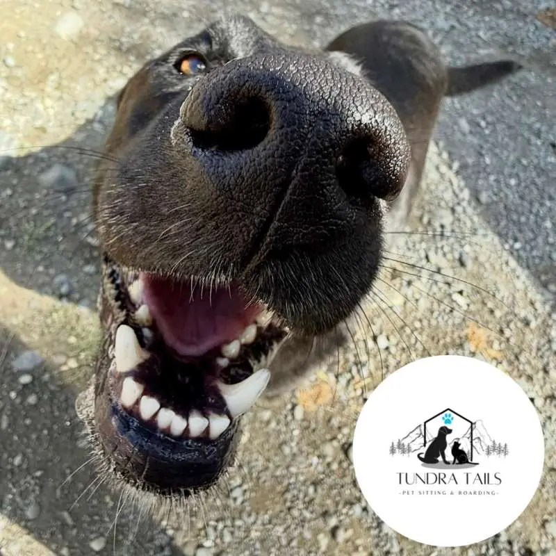 Tundra Tails Pet Sitting