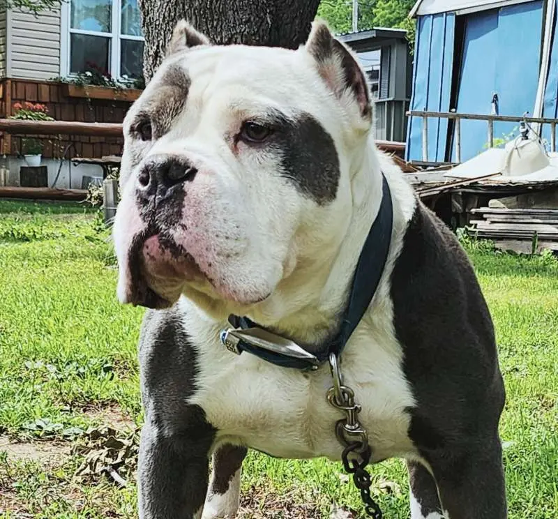 Bully Sitting