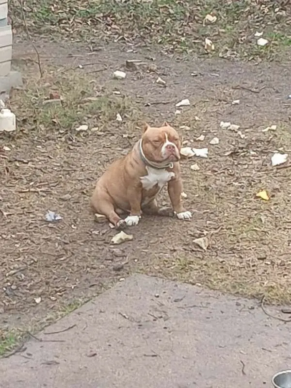 Male Pocket bully 24 months