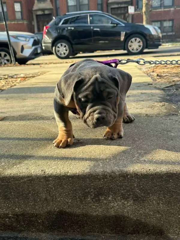 ABKC 11-Week-Old Blue Tri Pocket/Micro American Bully
