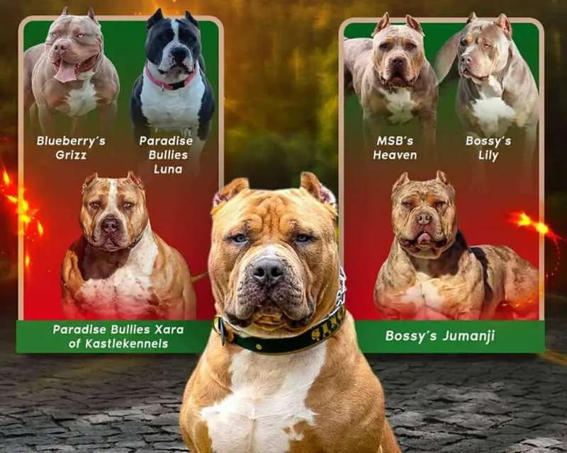 XL American Bully Stud Available