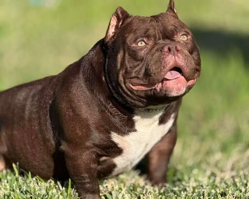 Veneno Bloodline Bully Stud – Kilo