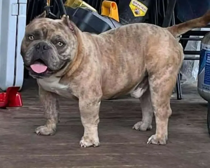 ABKC Registered Lilac Merle Stud