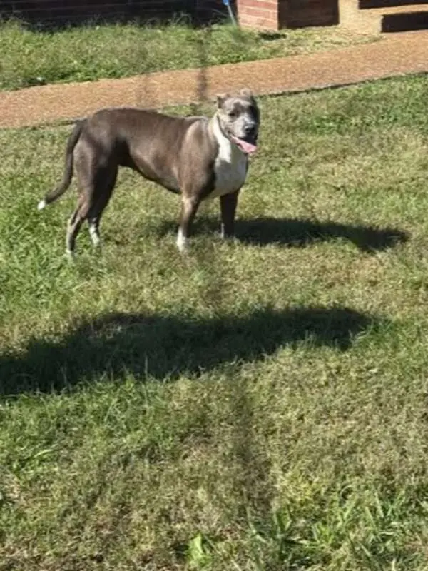 Bully Mamas Pet Sitting