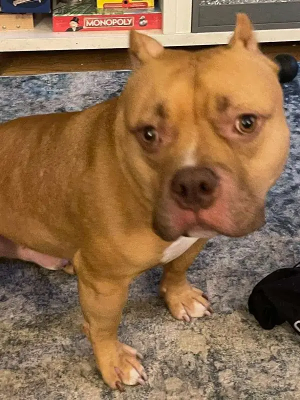 Wendy's Pawfessional Pet Care