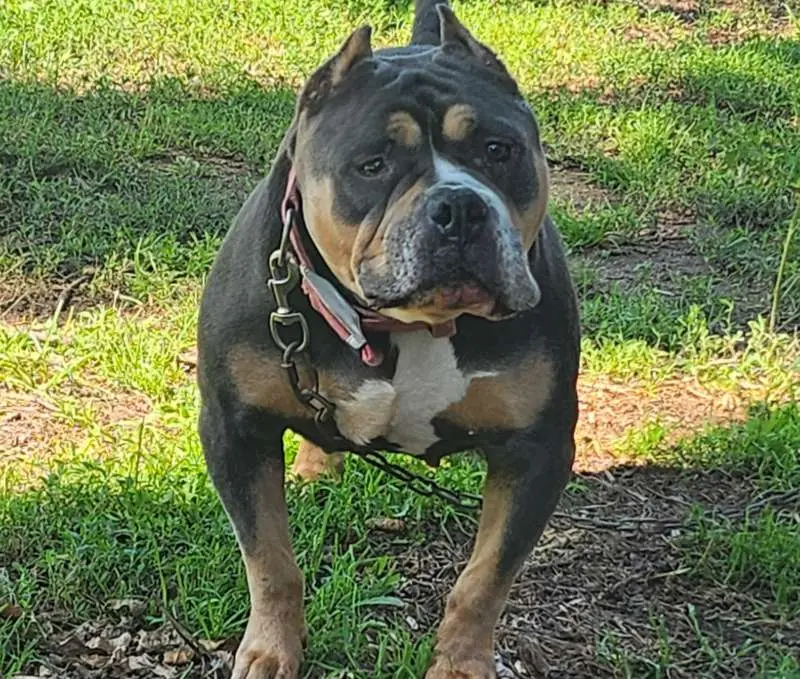 Bully Sitting