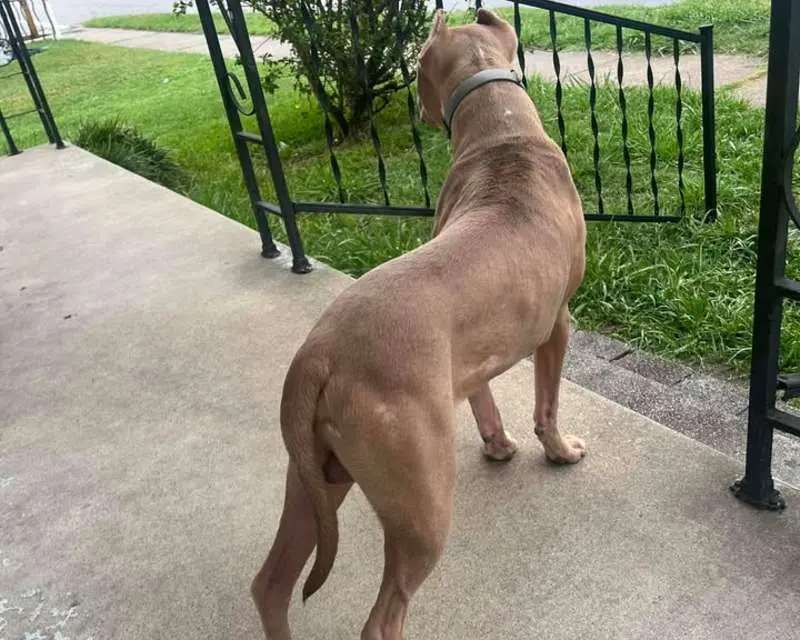 Extreme Pocket Bully Stud – Jizzle