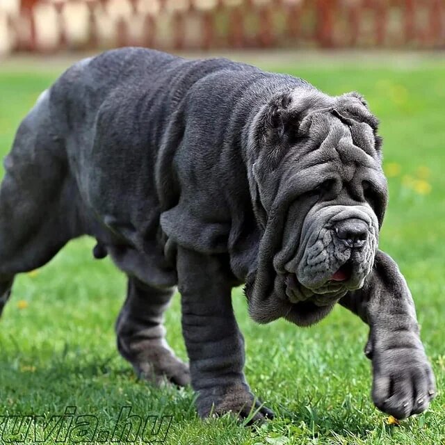 Neapolitan Mastiff