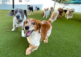 Dog daycare