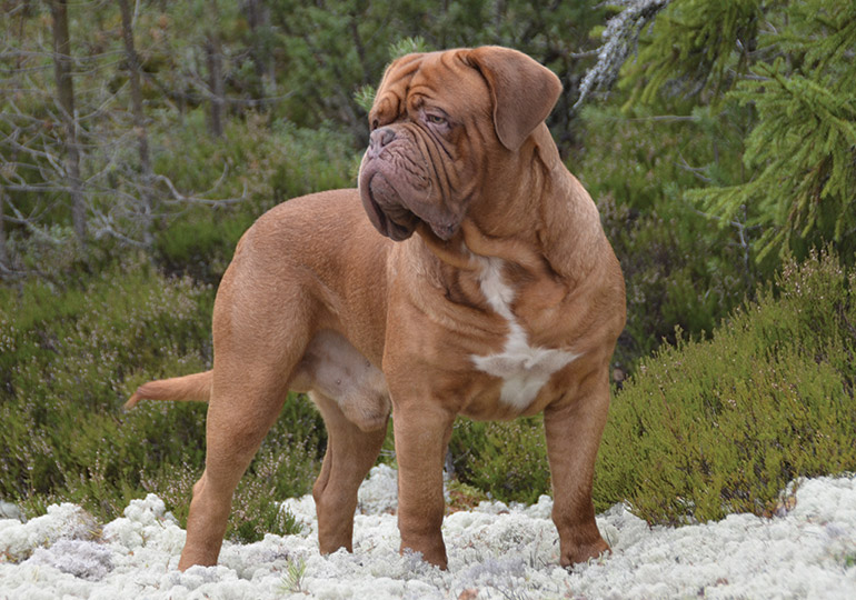 Dogo Argentino